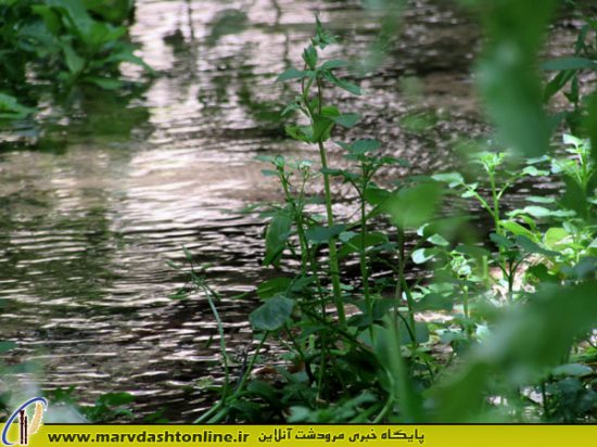 بهشت گمشده مرودشت