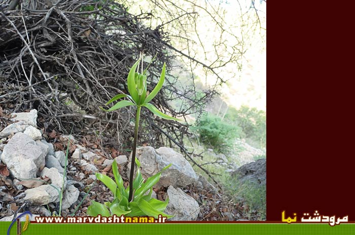 گزارش صعود به قله کوه استخر معروف به ستخر گزین